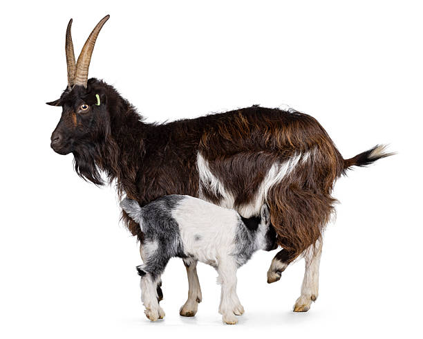 istock Land goat on white background 2221684208