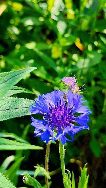 istock Wildflowers in Summer Months 2221684481