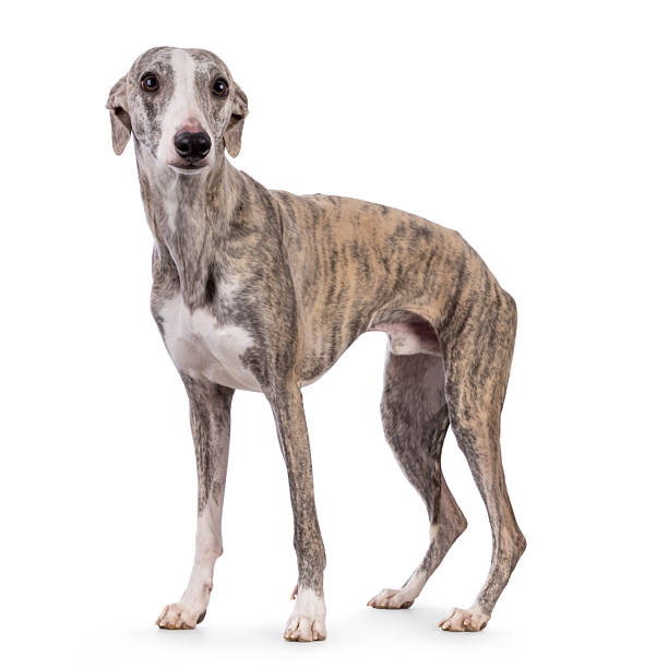 istock Whippet dog on white background 2221684777