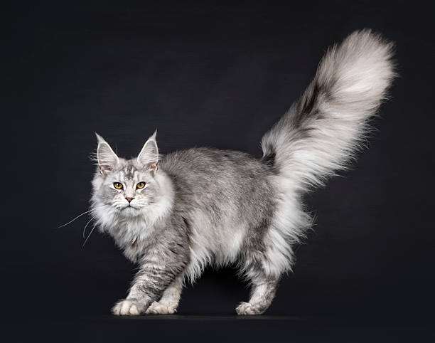 istock Maine Coon on black background 2221685710