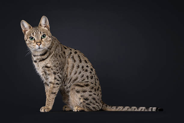 istock Savannah cat on black background 2221686668