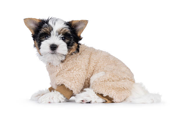 istock Biewer terrier pup on white background 2221687438