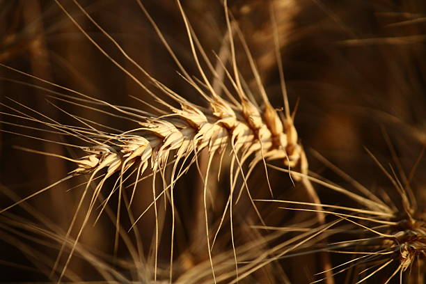 istock Indian agriculture. Wheat harvesting. 2221689332