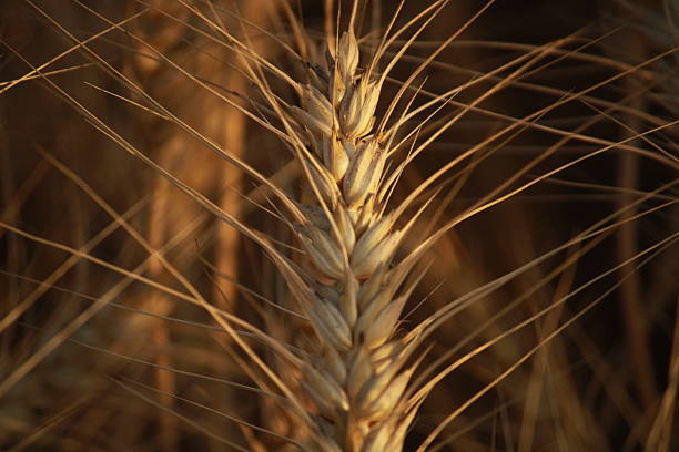 A close-up shot of golden wheat stalks swaying gently in the summer breeze, showcasing the detailed texture and natural beauty of the grain. A symbol of harvest and abundance.