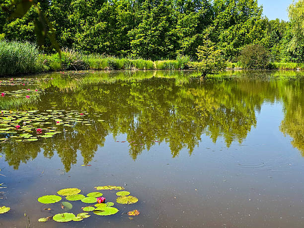 istock Water Lilies on a Calm Pond with Reflections 2221689963