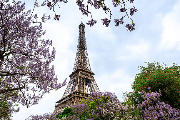 A captivating view of the Eiffel Tower, framed by vibrant purple blossoms and verdant trees, showcasing the charm of Paris in springtime.
