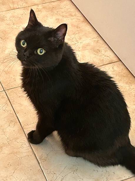 istock Black Cat with Emerald Eyes on Tiled Floor 2221692390