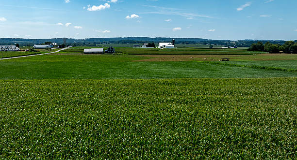 istock Fields of Crops Stretch Across a Vibrant Landscape Under a Clear Blue Sky 2221692399