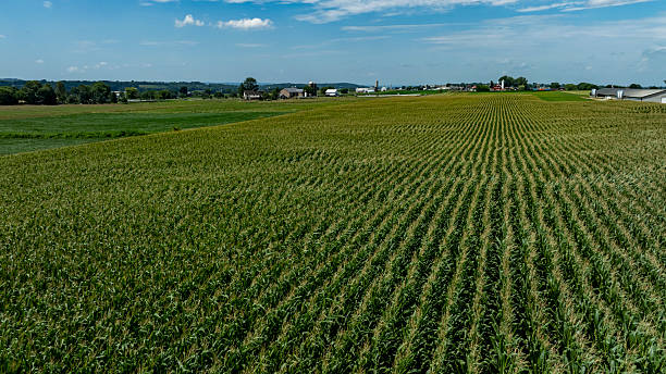istock Cornfield Stretching Across a Rural Landscape Under a Blue Sky During Daytime 2221692414