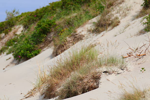 A green tuft of grass on a sand dune