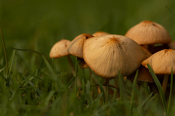 Armillaria Mellea fungi in early stage