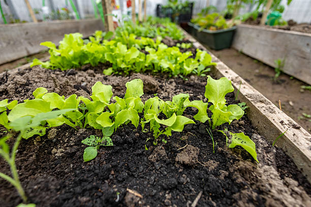 istock Vegetables in the plot. Mustard greens growing in the garden. Vegetable garden 2221696880