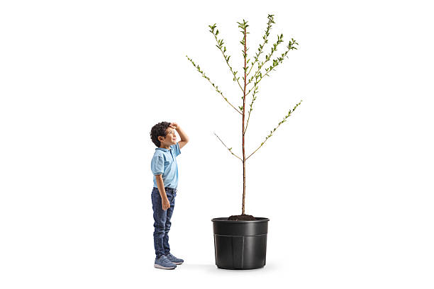 istock Full length profile shot of a boy looking up at a tree 2221697037