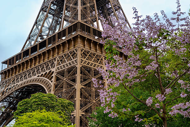 The Eiffel Tower peeks through lush green trees and blooming pink blossoms, capturing the essence of spring in Paris, France.