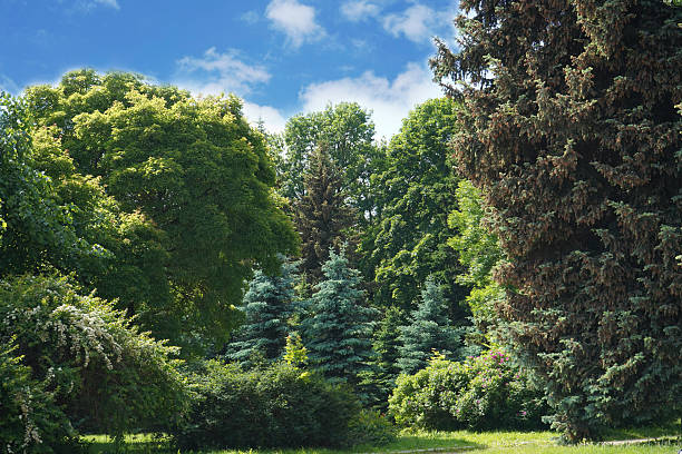 Green trees in the garden, forest landscape.
