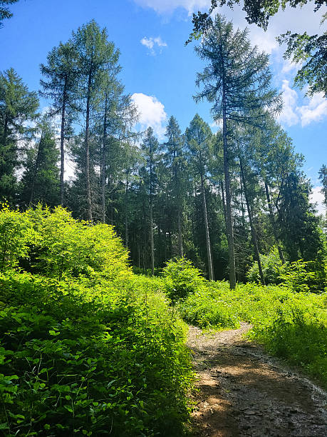istock View in Bieszczady mountains in Poland 2221698356