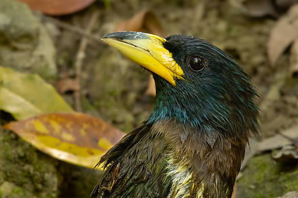istock Close view of great barbet in wild forest setting 2221698891