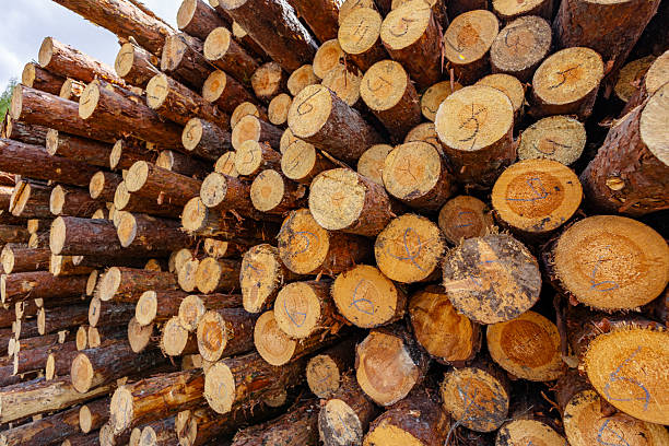istock A Close-Up Look at Stacked Wooden Logs - Natural Textures and Patterns 2221701637