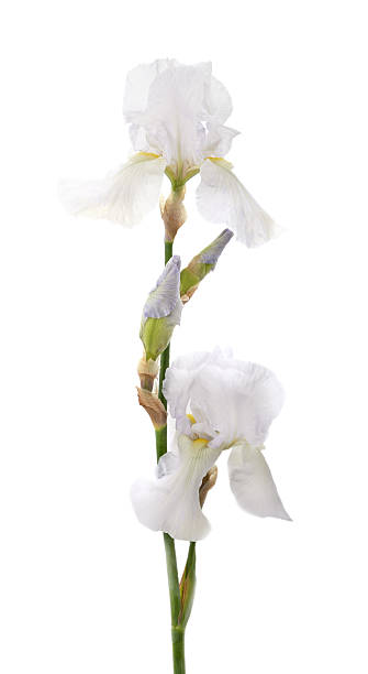 istock Flowers of the white iris. 2221701707