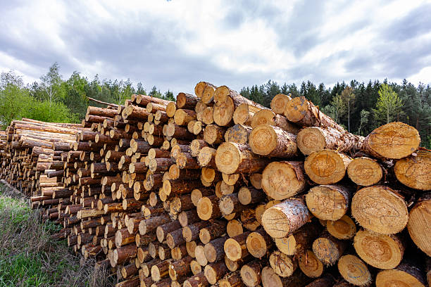 istock Log spruce trunks pile. Sawn trees from the forest. Logging timber wood industry. Cut trees along a road prepared for removal. Panorama 2221701862