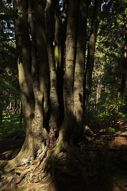 Beech tree with more trunks in forest in Czech Republic, Europe