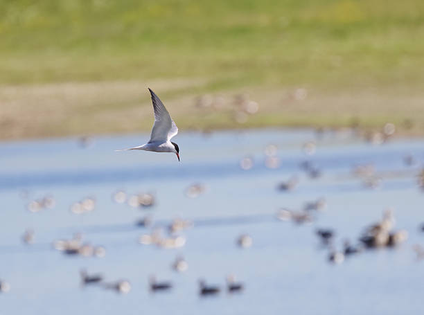 istock Common Tern flying over a pond, Common Tern in flight, light waves in the lake, blue background of the lake, idyllic lake landscape, Sterna hirundo from the side 2221703007