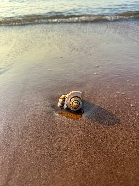 Low Tide Discoverymo