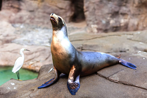 Seals are marine mammals belonging to the family Phocidae (true seals) and Otariidae (eared seals). They are known for their streamlined bodies and adaptations for life in water