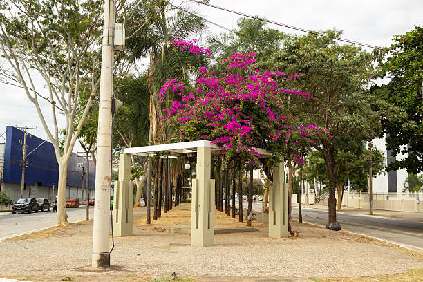 Goiania, Goias, Brazil – June 21, 2025: Side view of the pergola with bougainvillea in the central flowerbed of Goias Avenue.