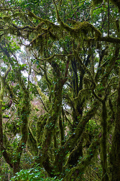 istock Mossy trees in Anaga forest 2221708437