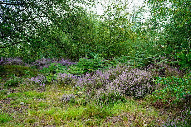 Heather growing wild in woodland