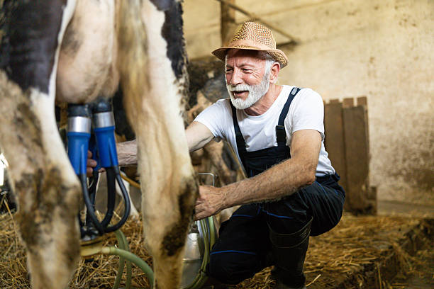 istock Elderly Farmer Milking Cow in Barn 2221712718