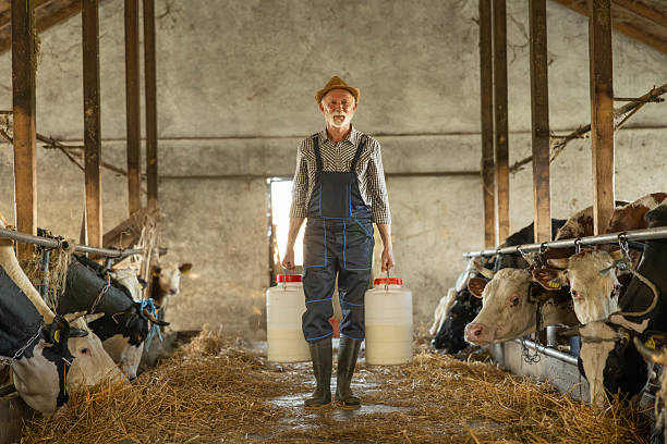 istock Farmer Carrying Milk Containers in Barn 2221712743