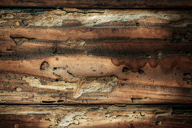 High-detail image of decayed wood showcasing aged, weathered textures with peeling layers, cracks, and insect trails. This macro shot captures the natural patterns and organic imperfections of rotting timber. Ideal for backgrounds, digital textures, 3D modeling, or conceptual design with a rustic or deteriorated theme.