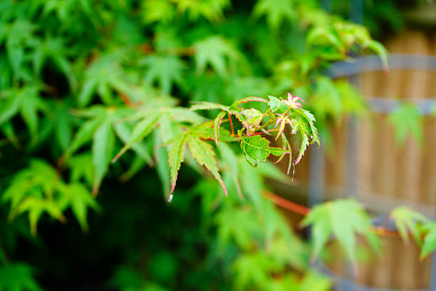 Close up of acer tree leaves in the spring