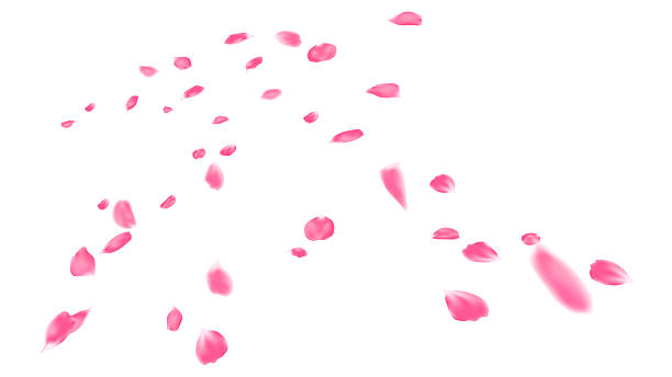 istock Floating flower petals Love day vector illustration. Pink rose petals symbols explosion 2221717031
