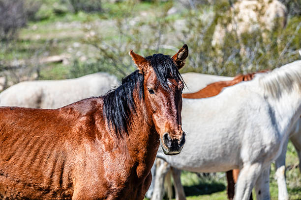 A single wild horse stands in the sage brush near the edge of the forest.