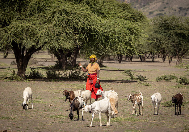 A Maasai woman in traditional attire herds a group of goats in Tanzania. With acacia trees in the background, this image captures the enduring rhythm of pastoral life and cultural heritage in East Africa.