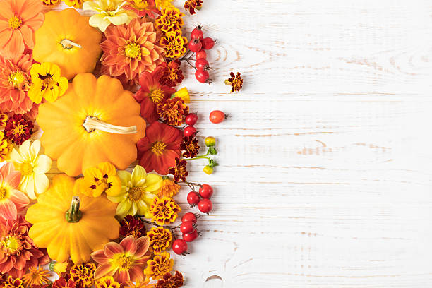 istock Bush pumpkins and autumn flowers 2221726118