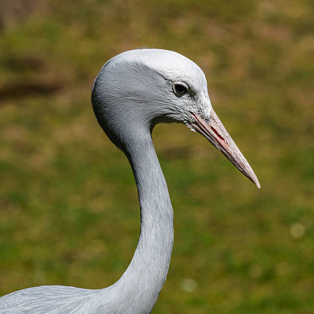 istock The Blue Crane, Grus paradisea, is an endangered bird 2221729209