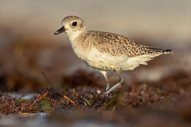 istock A black-bellied plover (Pluvialis squatarola) foraging on the beach. 2221730284