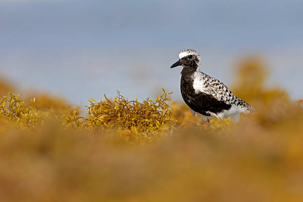 istock A black-bellied plover (Pluvialis squatarola) foraging on the beach. 2221730303