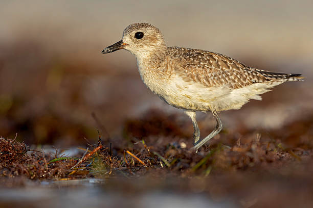 istock A black-bellied plover (Pluvialis squatarola) foraging on the beach. 2221730338