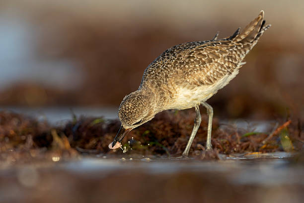 istock A black-bellied plover (Pluvialis squatarola) foraging on the beach. 2221730374