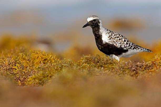 istock A black-bellied plover (Pluvialis squatarola) foraging on the beach. 2221730392