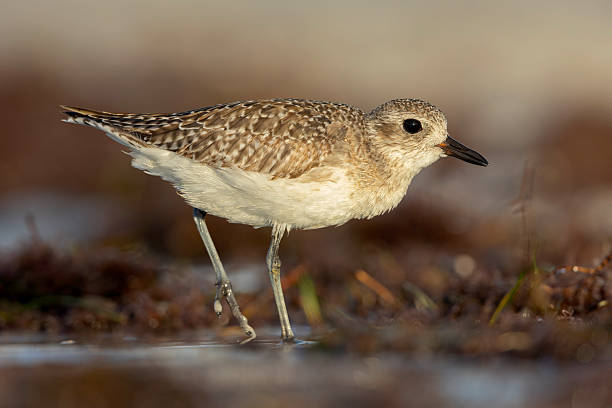 istock A black-bellied plover (Pluvialis squatarola) foraging on the beach. 2221730556
