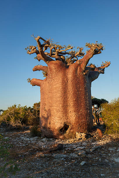 Big Baobab tree with hole in his trunk almost without branches and leaves. It is surrounded with green bush against clear blue sky. North of Toliara near South West coast of Madagascar.