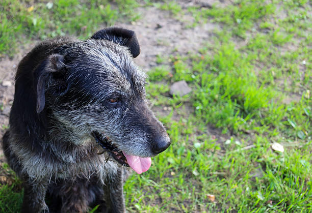 This black dog with a gray muzzle sits on green grass, looking attentively to the side. The shot perfectly conveys the animal's character and age, making it suitable for themes about pets, rural life, and loyalty.