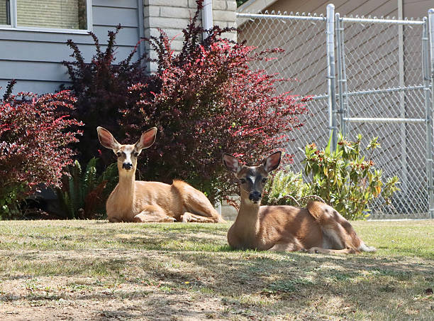 Wild deer resting in an urban setting in the city