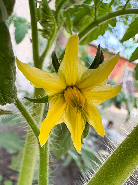 Tomato plant in bloom. Tomato plant yellow flowers